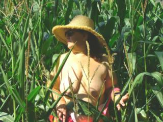 Corn field 8 of 11